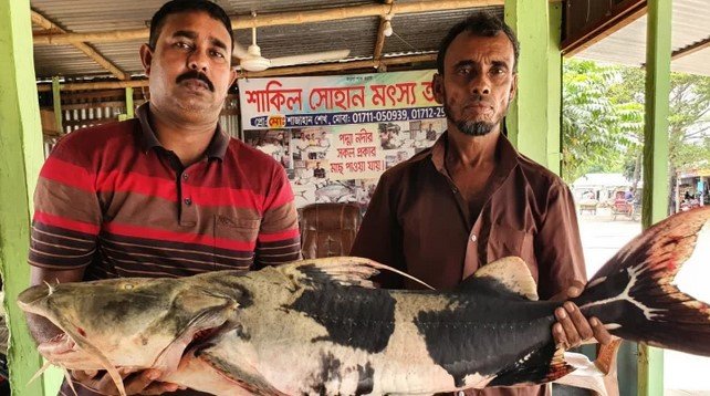 পদ্মায় ধরা পড়ল ১৮ কেজির বাগাড় মাছ পদ্মায় ধরা পড়ল ১৮ কেজির বাগাড় মাছ